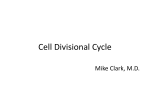 Cell_Division_Cycle
