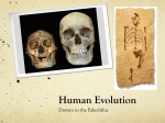 Human Evolution - MStew