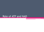 Role of ATP and NAD