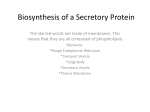 Biosynthesis of a Secretory Protein