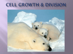 Cell Growth and Division