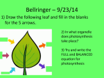 Photosynthesis - Ms Kim`s Biology Class