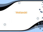 Wetlands!