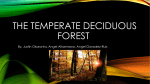 Deciduous Forest