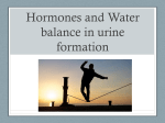 Hormones and Water balance in urine formation