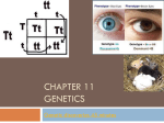 Chapter 11 GENETICS