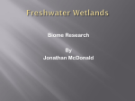 Freshwater Wetlands