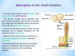 Absorption in the small intestine