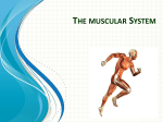 Muscular System