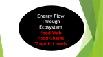 Energy Flow Powerpoint