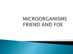 microorganisms friend and foe - Bee hub