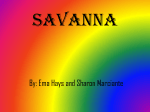 Savanna - weidertbiology