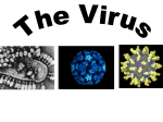 Are viruses alive?