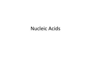 Nucleic Acids Powerpoint