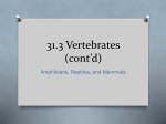 31.3 Vertebrates (cont*d) - Westgate Mennonite Collegiate