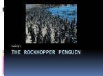 The Rockhopper penguin