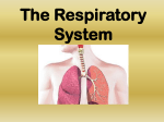 The Respiratory System