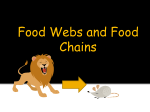 Food Chains, Adaptations, Classification, and Inheritance PP
