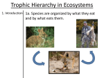 Trophic Hierarchy in Ecosystems