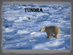 Tundra - etowah-biology-pd6