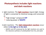 Photosynthesis includes light reactions and dark reactions