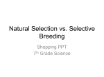 Natural Selection vs. Selective Breeding