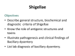Shigellae