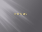 esophagus