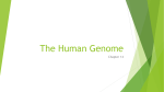 The Human Genome PPT