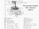 The Excretory System