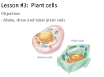 Lesson #3: Plant cells