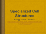 cscope Specialized Cell Structures ppt notes