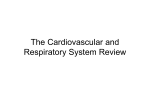 Bio_246_files/Cardiopulmonary review
