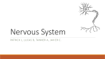 Nervous System