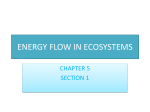 energy flow in ecosystems