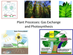 Plant Processes: Photosynthesis