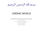 cardiac muscle