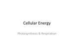 Cellular Energy - mrsfairweather