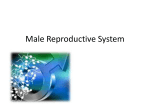 Male Reproductive System