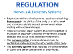 Regulation- Excretory System PPT PreAP