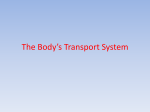 The Body`s Transport System 1