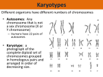 Karyotypes