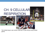 Ch. 9 Cellular Respiration