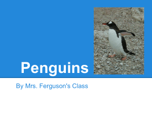 Penguins - Mrs. Ferguson`s Classroom