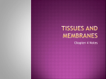 Tissues and membranes - Mrs. Hud`s Wacky World of Biology