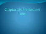 Chapter 19: Protists and Fungi