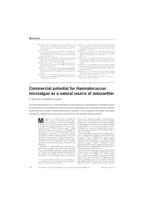 Commercial potential for Haematococcus microalgae as a natural