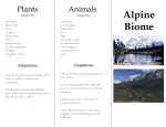 Alpine Biome