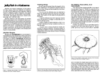 Jellyfish In Alabama - Alabama Cooperative Extension System