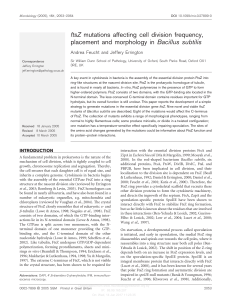 ftsZ mutations affecting cell division frequency, placement and